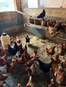 laying hens