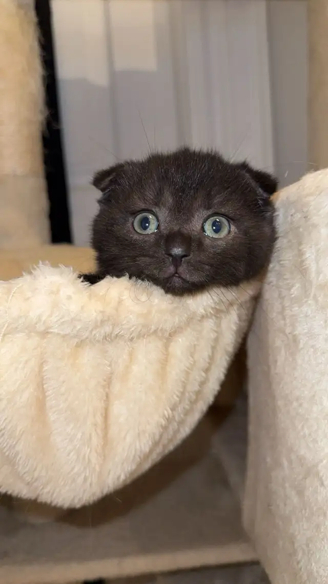 Adorable Scottish Fold Looking for a Loving Home