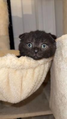 Adorable Scottish Fold Looking for a Loving Home