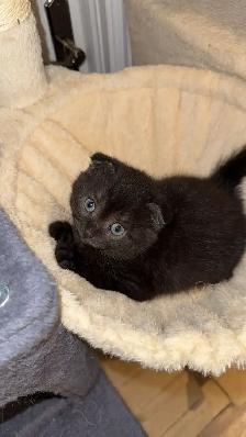 Adorable Scottish Fold Looking for a Loving Home - Photo 2