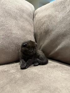 Adorable Scottish Fold Looking for a Loving Home - Photo 3