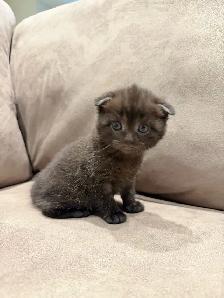 Adorable Scottish Fold Looking for a Loving Home - Photo 4