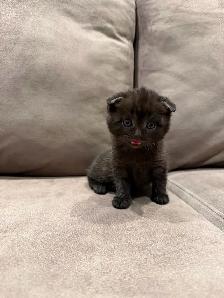 Adorable Scottish Fold Looking for a Loving Home - Photo 5
