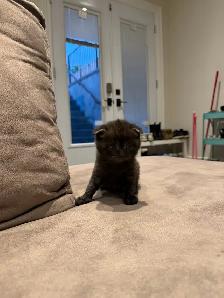 Adorable Scottish Fold Looking for a Loving Home - Photo 6