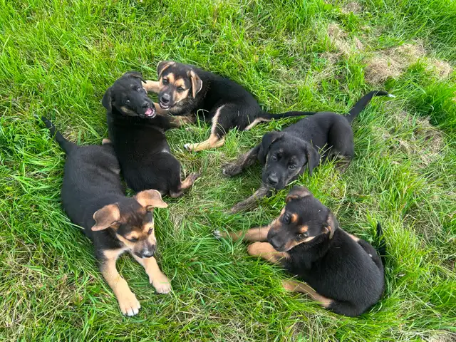 Five male puppies looking for new adventure