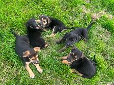 Five male puppies looking for new adventure