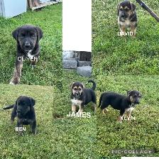 Five male puppies looking for new adventure - Photo 2