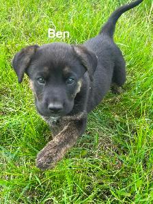 Five male puppies looking for new adventure - Photo 3