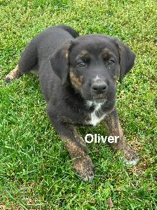 Five male puppies looking for new adventure - Photo 4