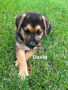 Five male puppies looking for new adventure - Photo 5