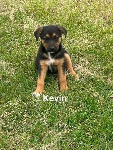 Five male puppies looking for new adventure - Photo 6