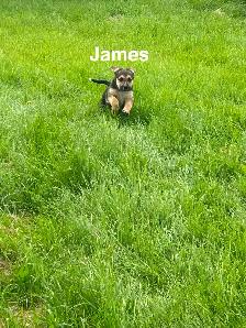 Five male puppies looking for new adventure - Photo 7