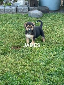 Five male puppies looking for new adventure - Photo 8