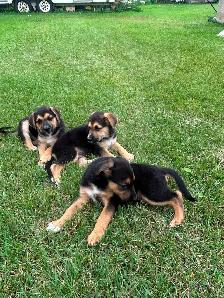 Five male puppies looking for new adventure - Photo 9
