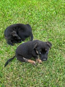 Five male puppies looking for new adventure - Photo 10