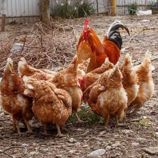 9 x ISA Browns Hens