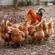 9 x ISA Browns Hens
