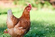 9 x ISA Browns Hens - Photo 2