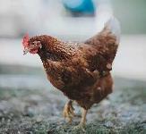 9 x ISA Browns Hens - Photo 3