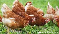 9 x ISA Browns Hens - Photo 4