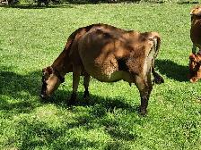 Jersey cow