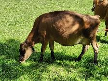 Jersey cow - Photo 2