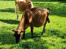 Jersey cow - Photo 3