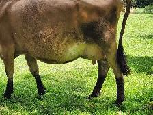 Jersey cow - Photo 4
