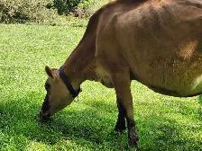 Jersey cow - Photo 5