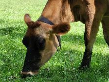 Jersey cow - Photo 6