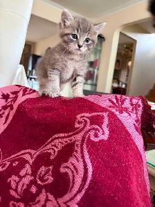 Spido magnifique chaton tigré