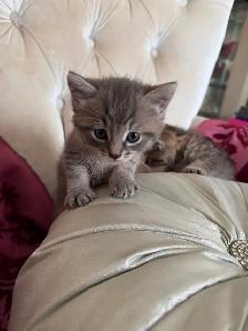 Spido magnifique chaton tigré - Photo 5