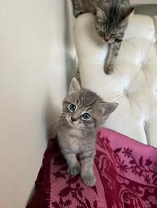 Spido magnifique chaton tigré - Photo 6