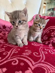 Spido magnifique chaton tigré - Photo 7