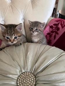 Spido magnifique chaton tigré - Photo 10