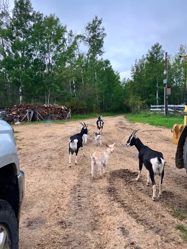 6 female goats for sale