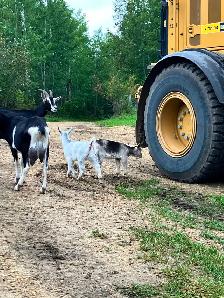 6 female goats for sale - Photo 2
