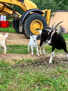 6 female goats for sale - Photo 3