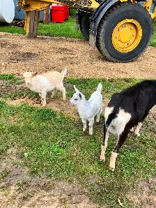 6 female goats for sale - Photo 4