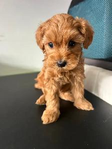 Poodle Mix Puppies