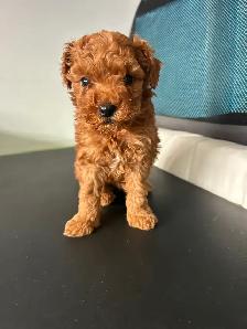Poodle Mix Puppies - Photo 2