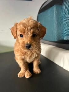 Poodle Mix Puppies - Photo 3