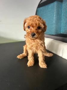 Poodle Mix Puppies - Photo 4