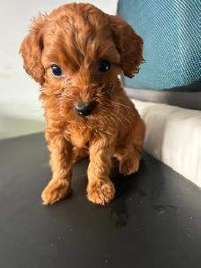 Poodle Mix Puppies - Photo 5