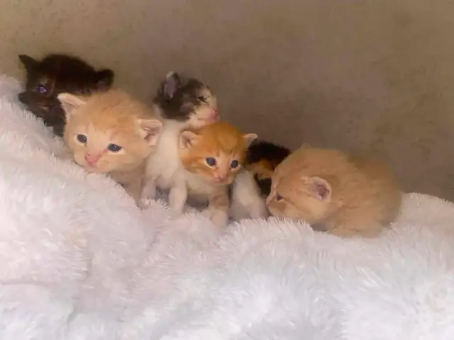 Beautiful Kittens- Ready Now!