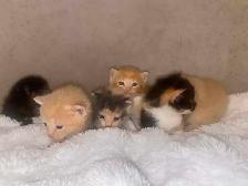 Beautiful Kittens- Ready Now! - Photo 6
