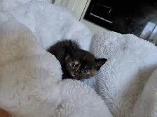 Beautiful Kittens- Ready Now! - Photo 7
