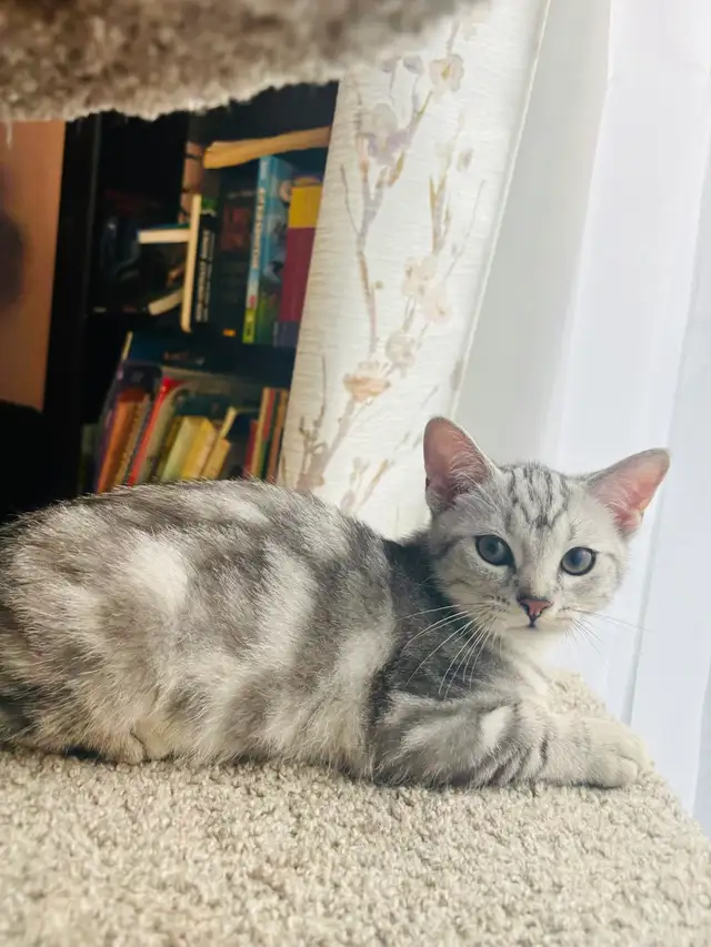 new kitten $80 today only