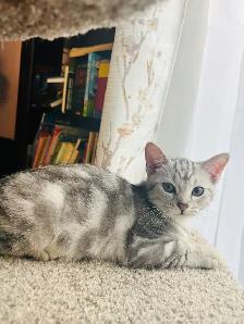 new kitten $80 today only