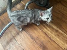 new kitten $80 today only - Photo 3